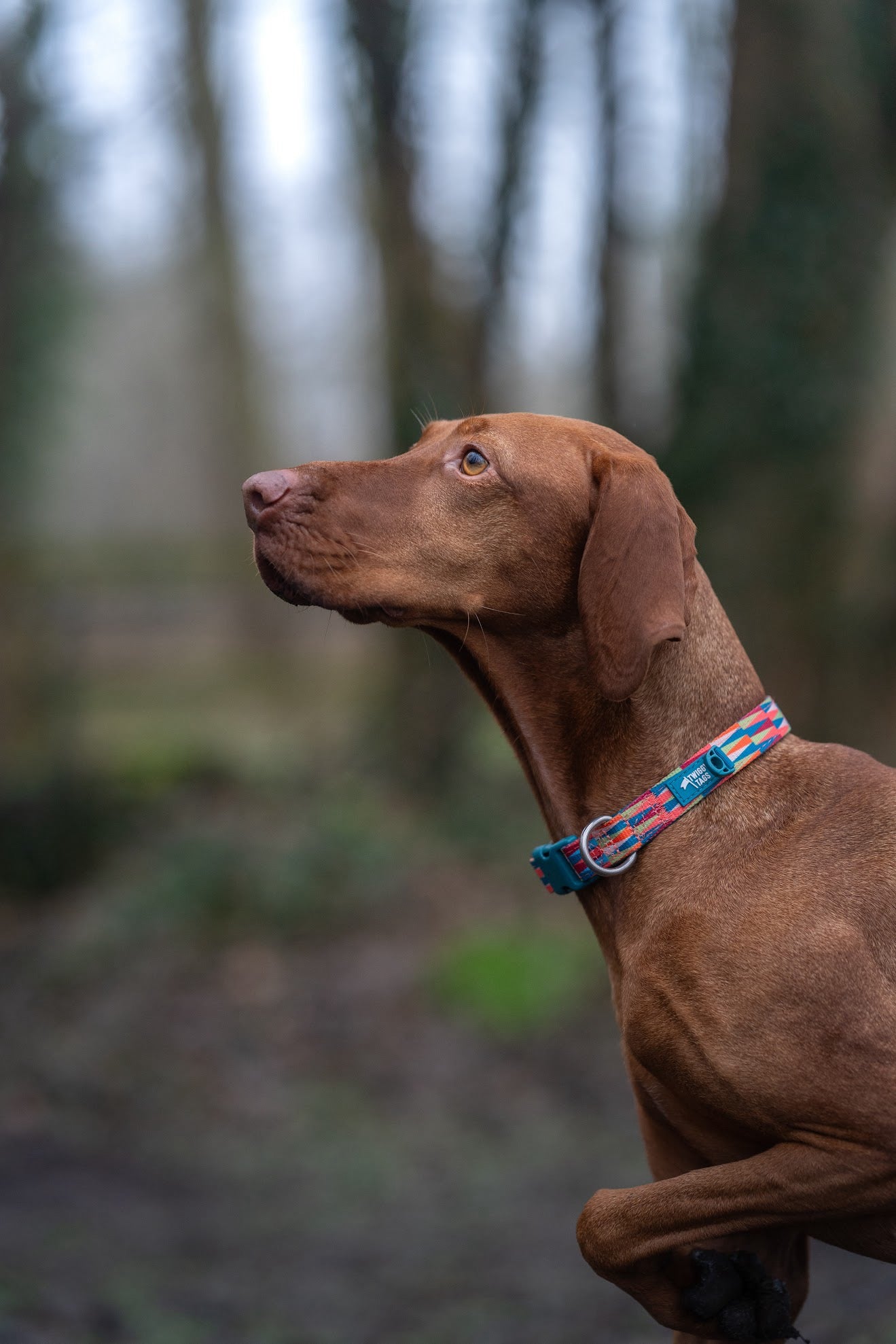 Twiggy Tags Horizon Collar - Elixir
