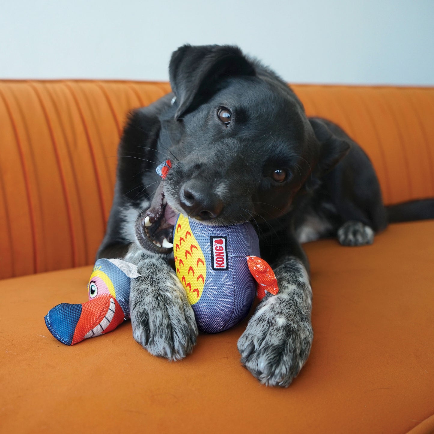 KONG Ballistic Vibez Range Durable Dog Toys