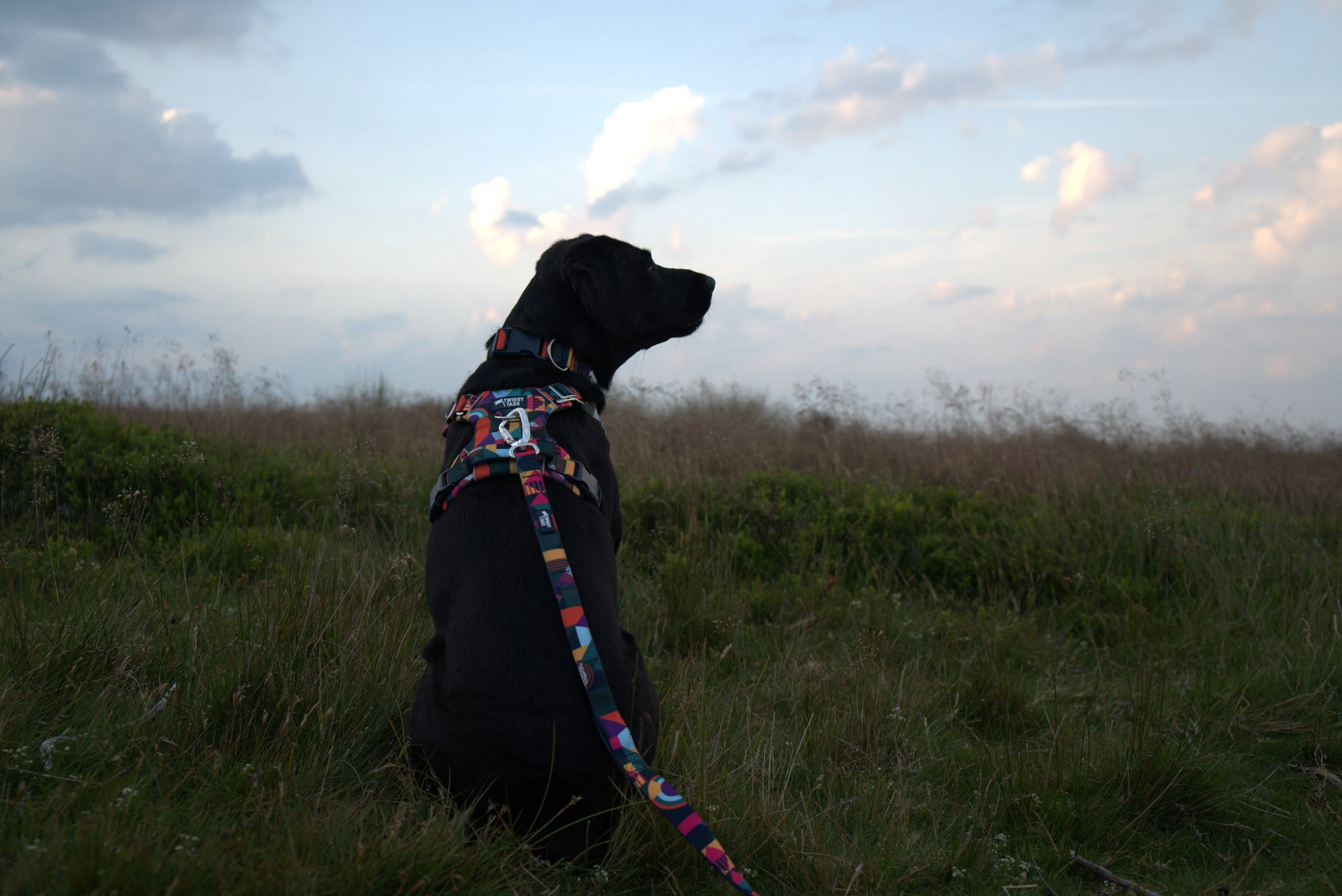 Twiggy Tags Adventure Close Control Lead 2.0 - Aurora