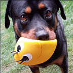 OVO Egg Range of Natural Rubber Dog Toys