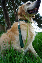 Twiggy Tags Tidal Waterproof Leads - Fern