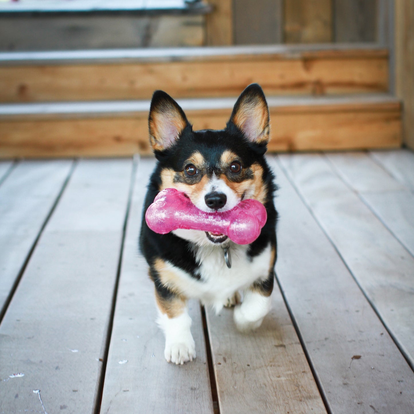 KONG Squeezz Range - Interactive Dog Toys