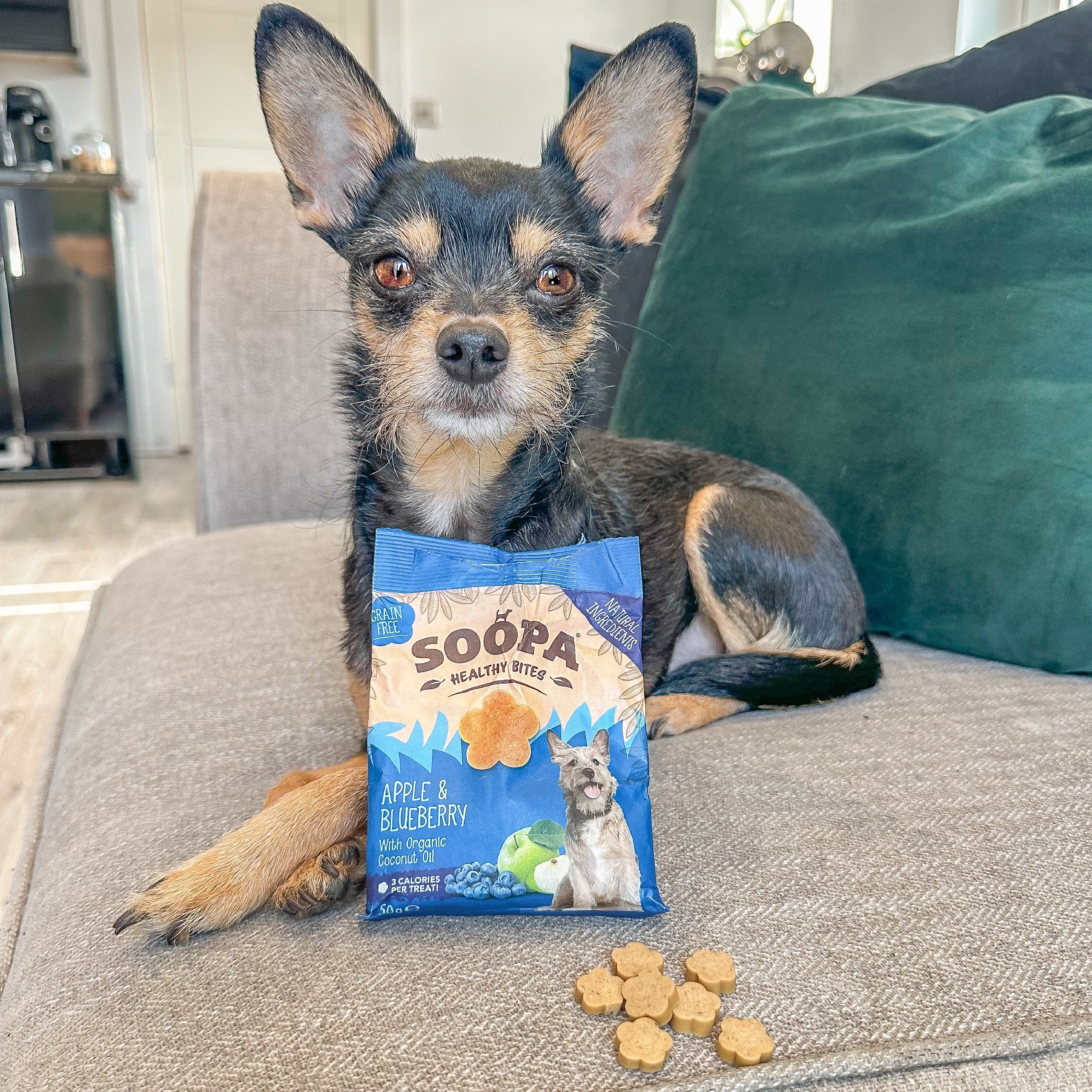 Soopa Healthy Bites & Dental Stick for Dogs, Vegan, Natural Ingredients