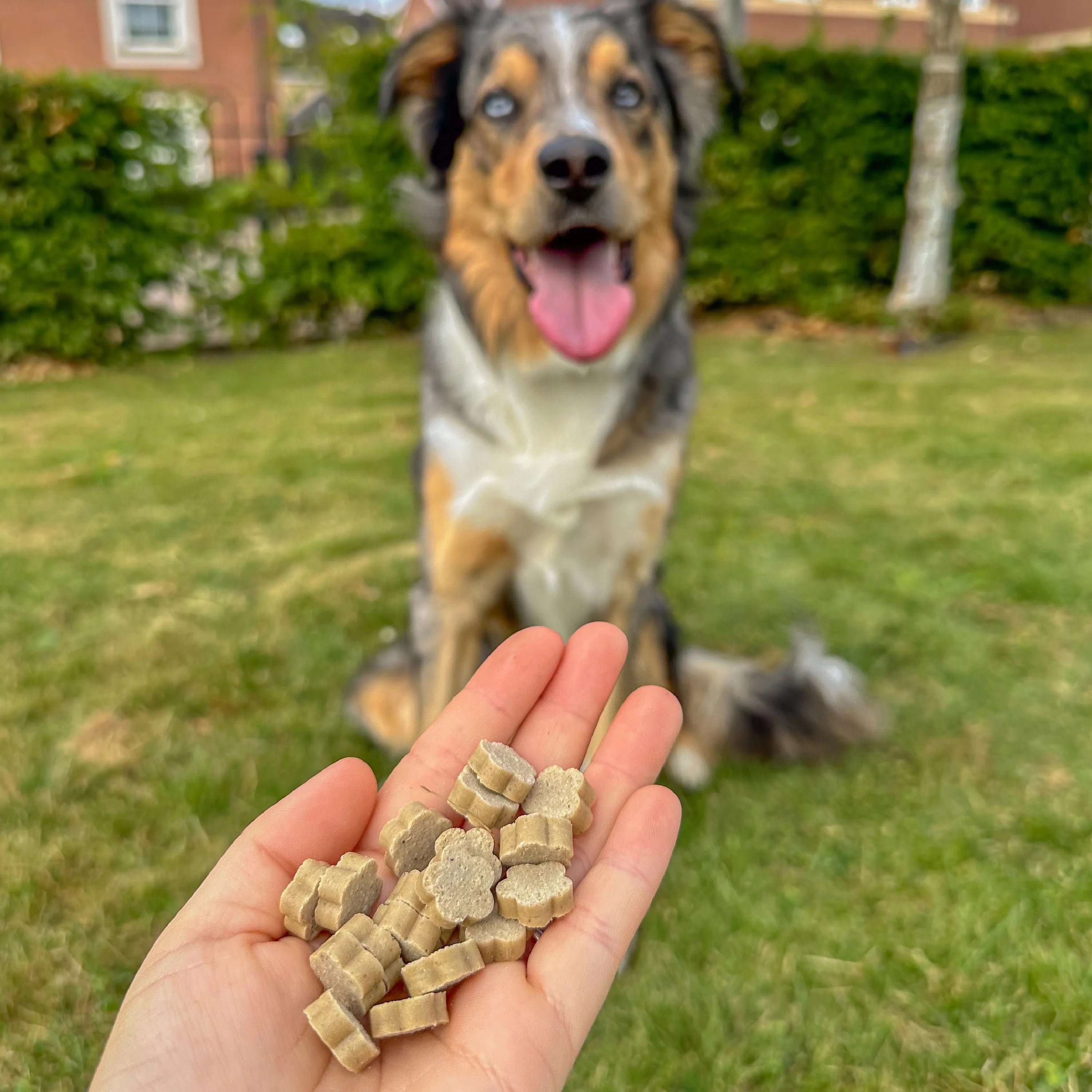 Soopa Healthy Bites & Dental Stick for Dogs, Vegan, Natural Ingredients