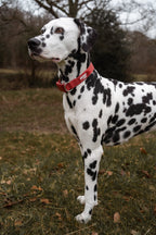 Twiggy Tags Tidal Waterproof Collar Fresia
