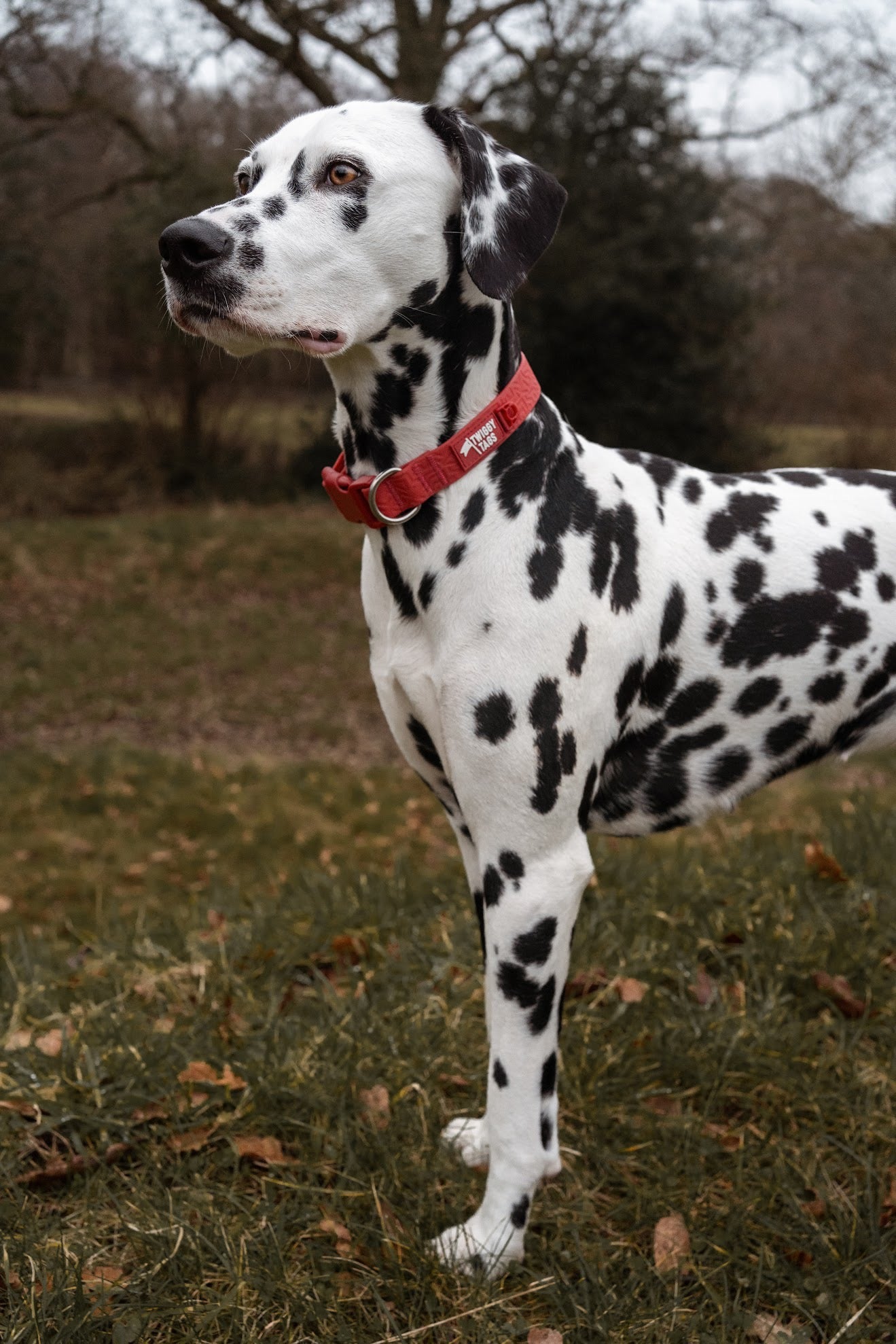 Twiggy Tags Tidal Waterproof Collar Fresia