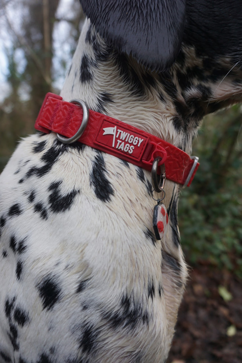 Twiggy Tags Tidal Waterproof Collar Fresia