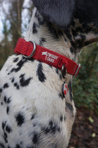 Twiggy Tags Tidal Waterproof Collar Fresia