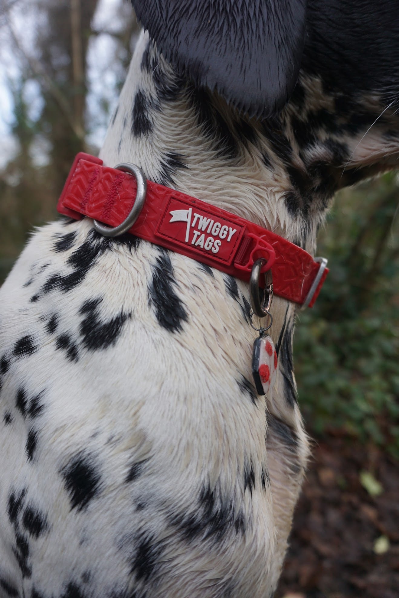 Twiggy Tags Tidal Waterproof Collar Fresia