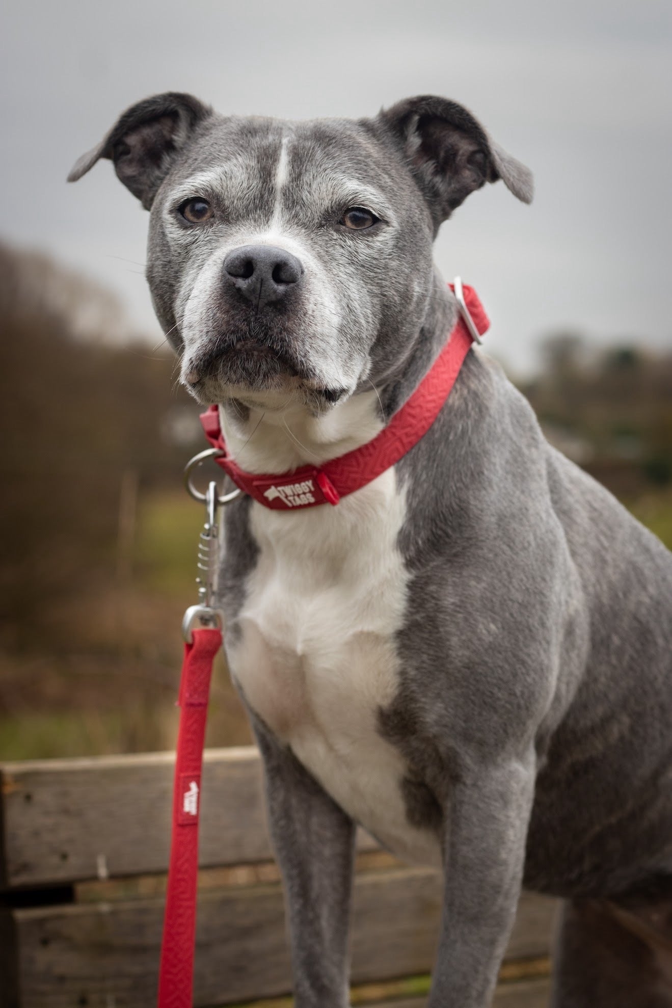 Twiggy Tags Tidal Waterproof Collar Fresia