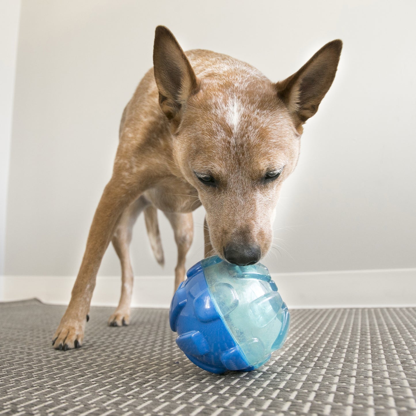 KONG Rewards Range of Mental Stimulation Tools - Treat Dispenser for Dogs - Tinker/Wally