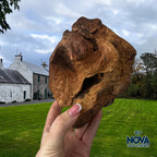Origins Root Dog Chew - Hand Crafted and Eco-Sustainable - Various Sizes
