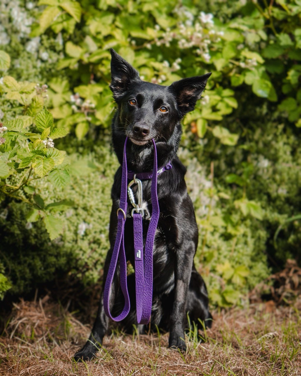 Twiggy Tags Tidal Waterproof Collar - Amethyst