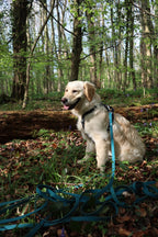 Twiggy Tags Tidal Waterproof Leads - Azure
