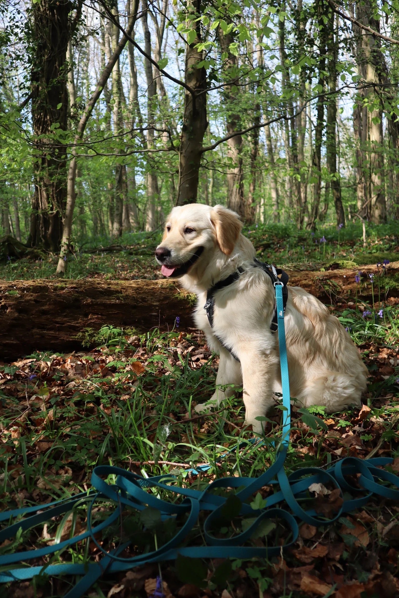 Twiggy Tags Tidal Waterproof Leads - Azure