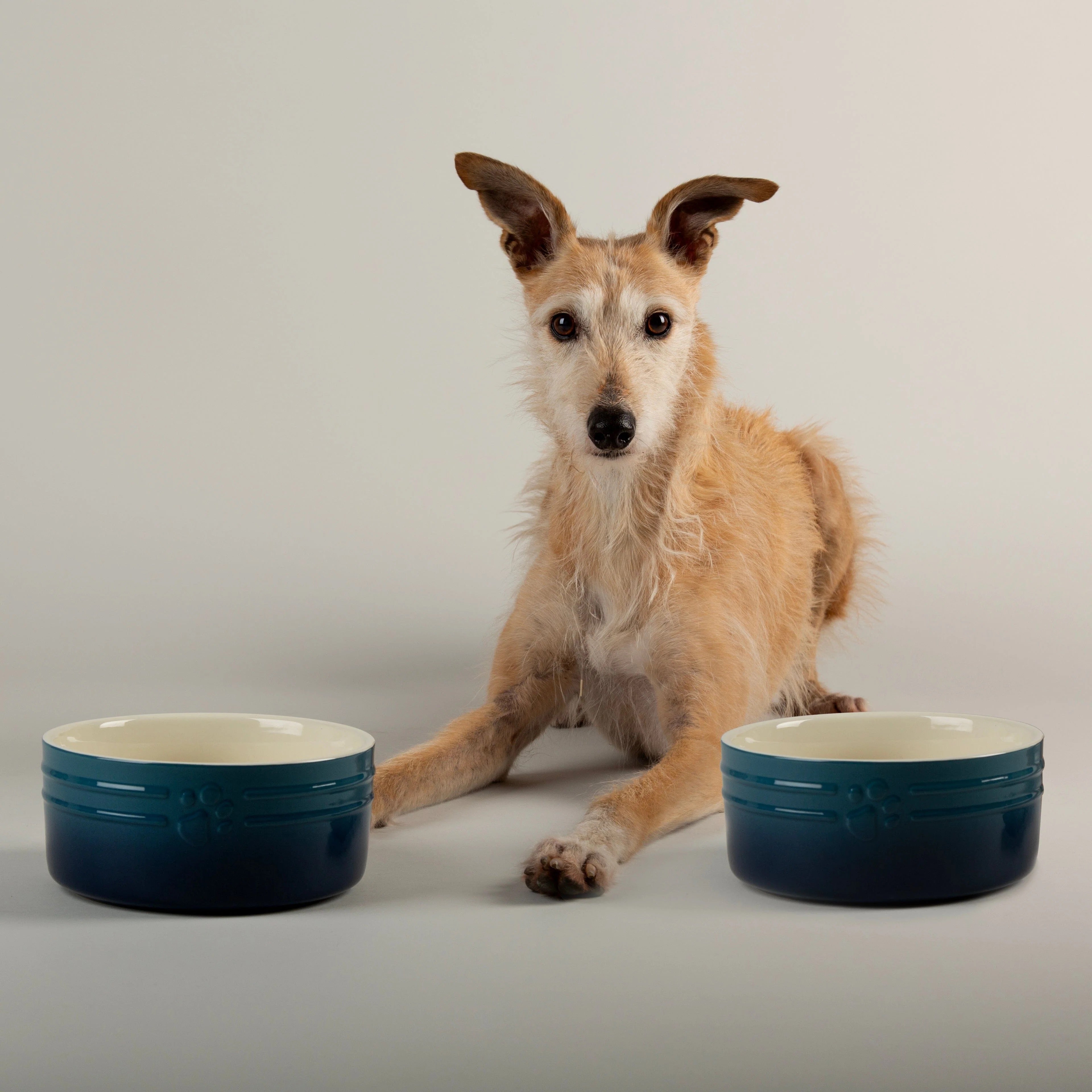 Scruffs Range of Dog Bowls and Canisters