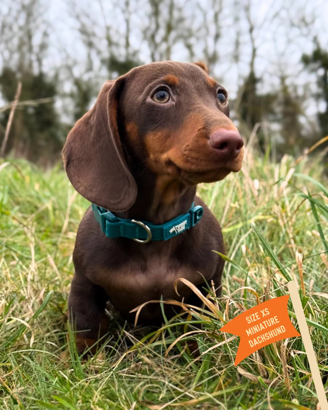 Twiggy Tags Tidal Waterproof Collar - Azure