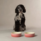 Scruffs Range of Dog Bowls and Canisters
