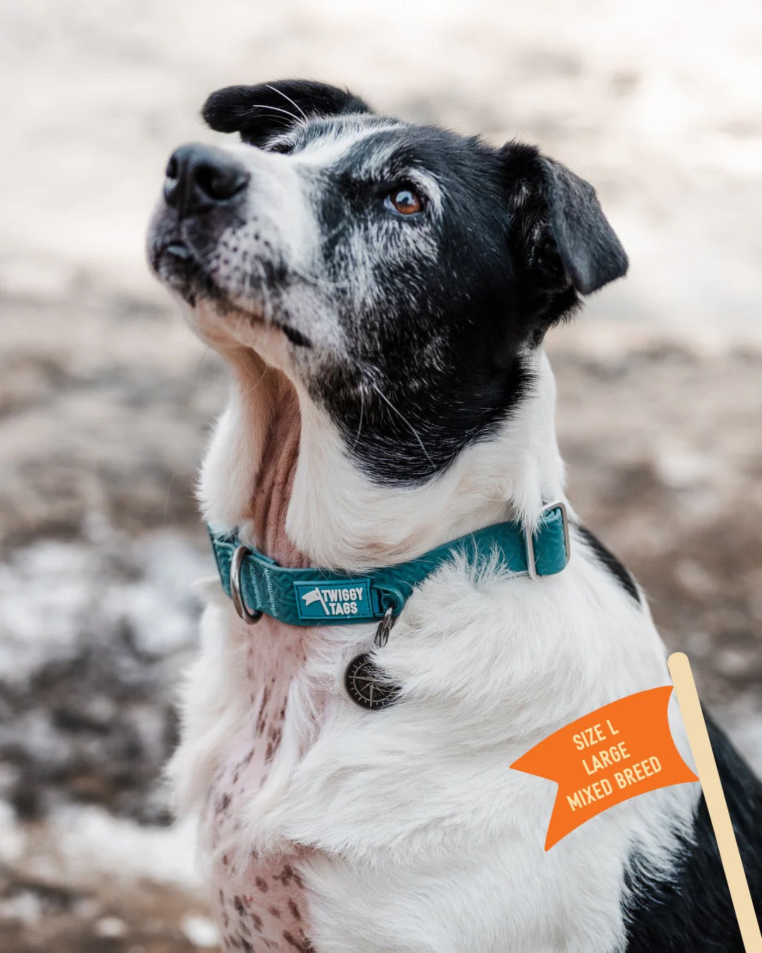 Twiggy Tags Tidal Waterproof Collar - Azure