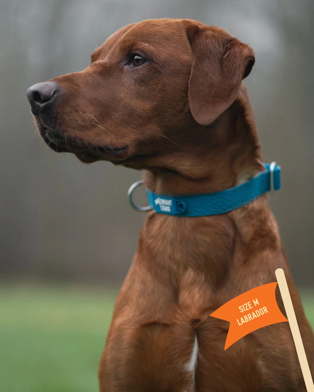 Twiggy Tags Tidal Waterproof Collar - Azure