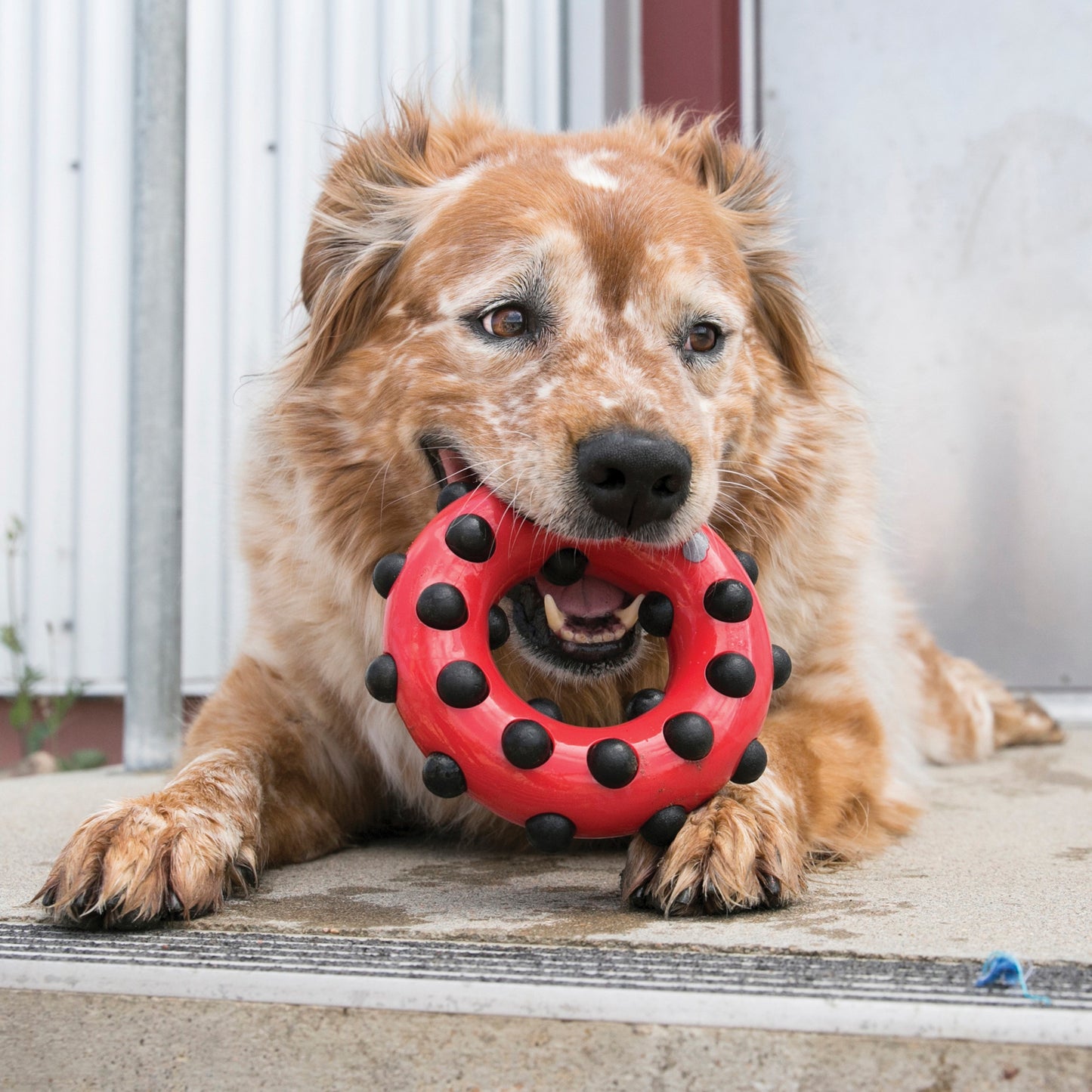 KONG Dotz Chew Toys for Dogs - Perfect for Dental Health