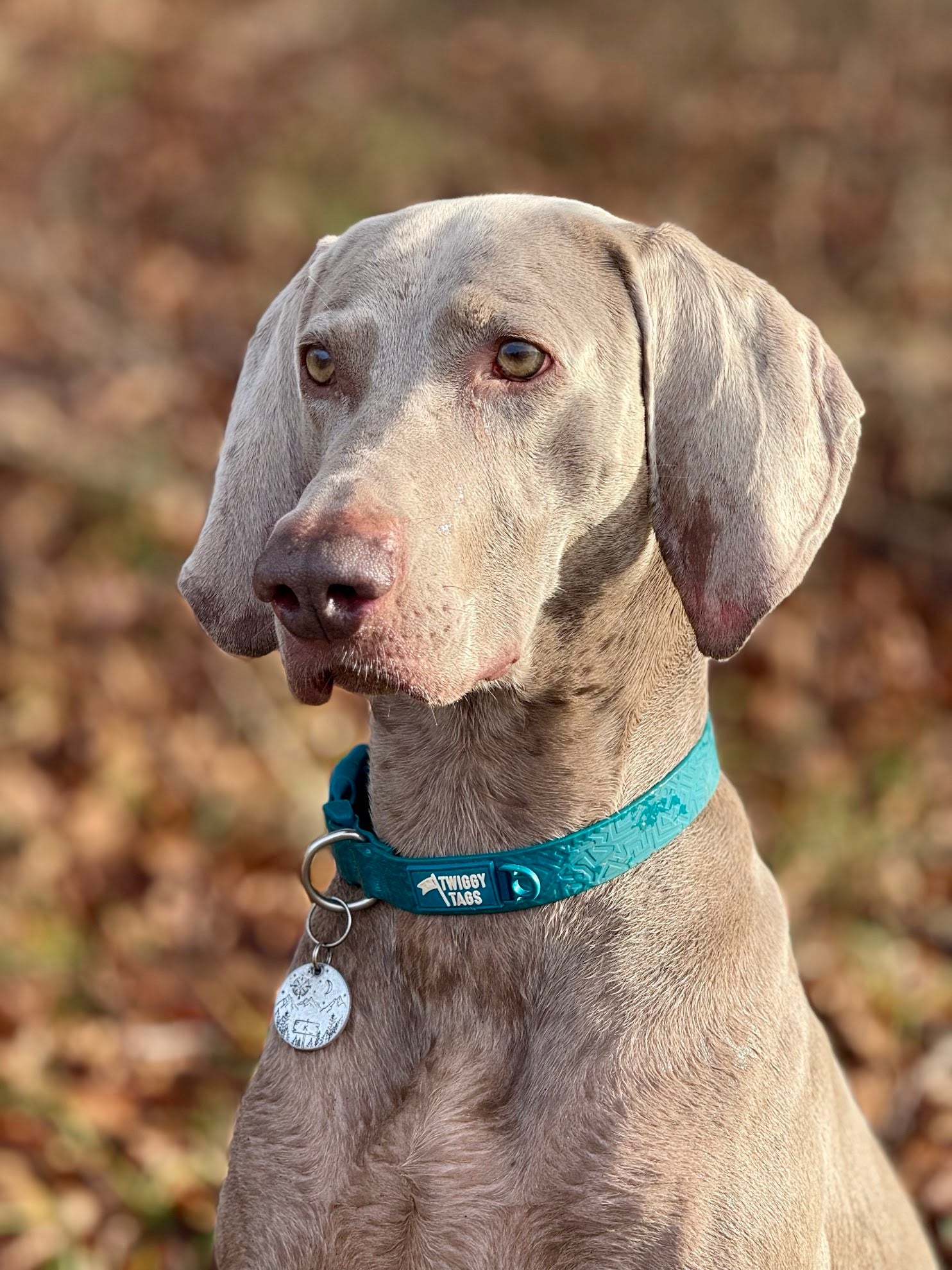 Twiggy Tags Tidal Waterproof Collar - Azure