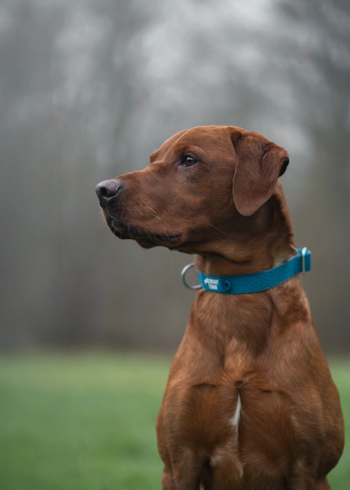 Twiggy Tags Tidal Waterproof Collar - Azure