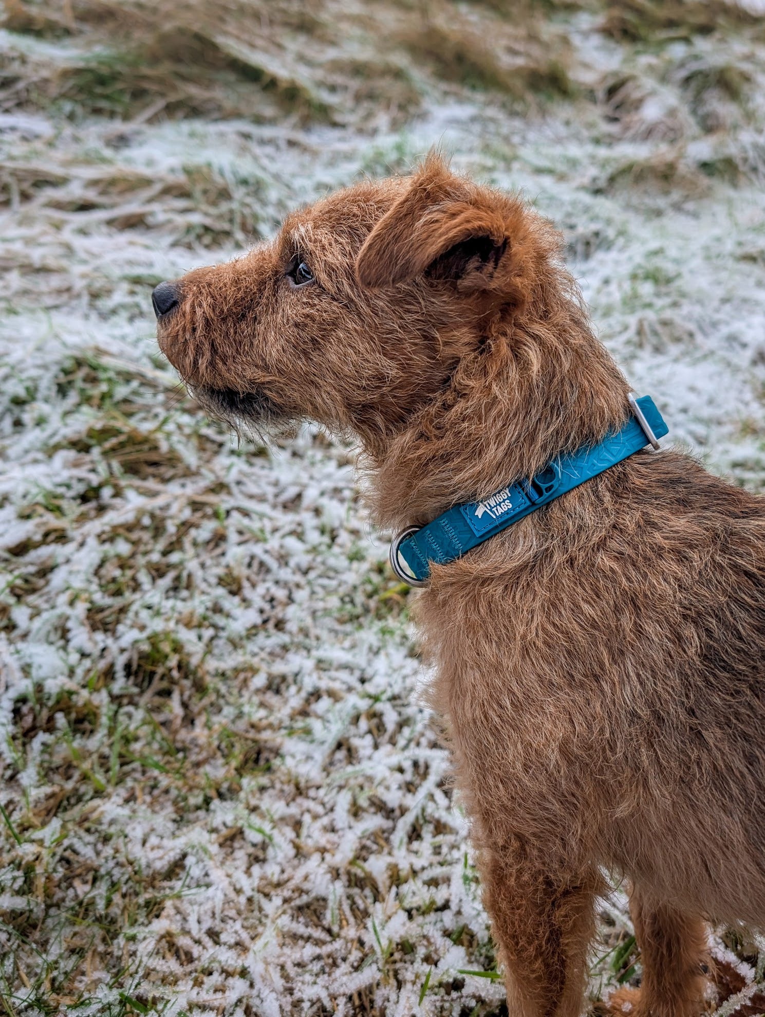 Twiggy Tags Tidal Waterproof Collar - Azure