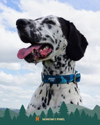 Twiggy Tags Adventure 2.0 Collar - Lagoon
