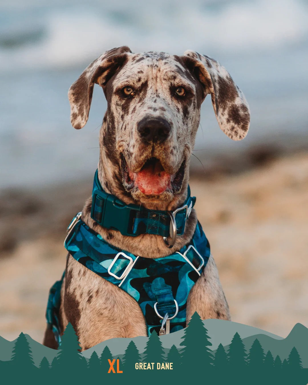 Twiggy Tags Adventure 2.0 Collar - Lagoon