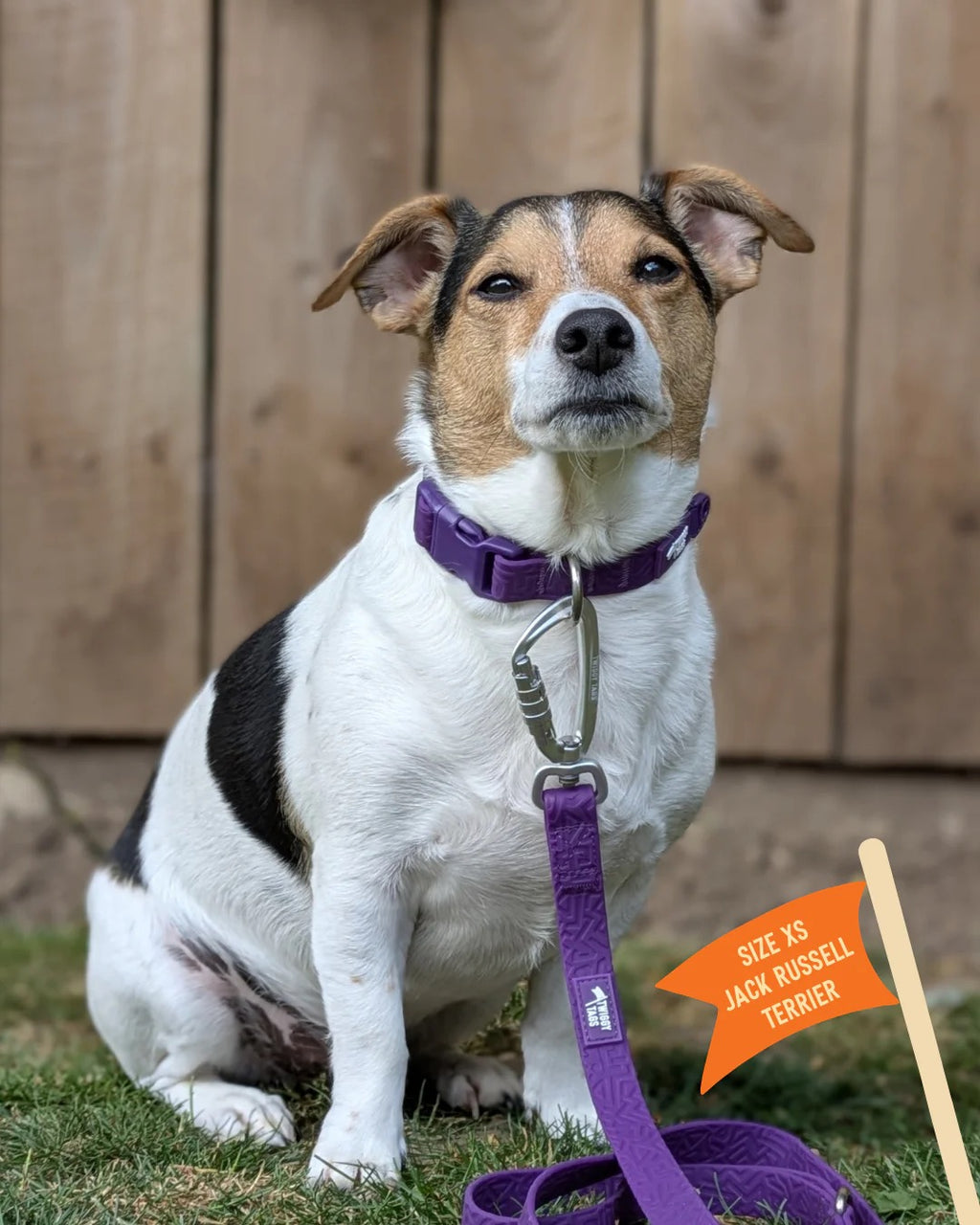 Twiggy Tags Tidal Waterproof Collar - Amethyst