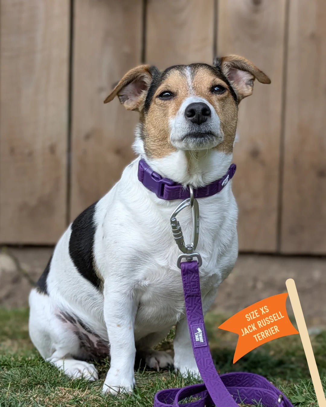 Twiggy Tags Tidal Waterproof Collar - Amethyst