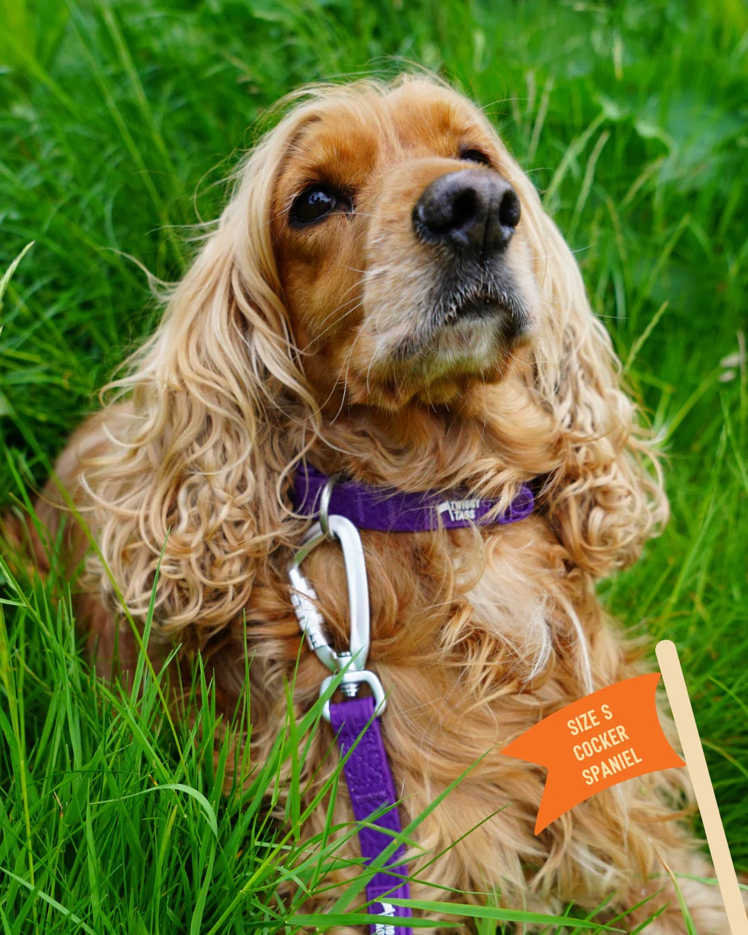 Twiggy Tags Tidal Waterproof Collar - Amethyst