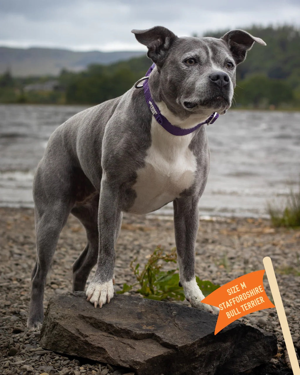 Twiggy Tags Tidal Waterproof Collar - Amethyst