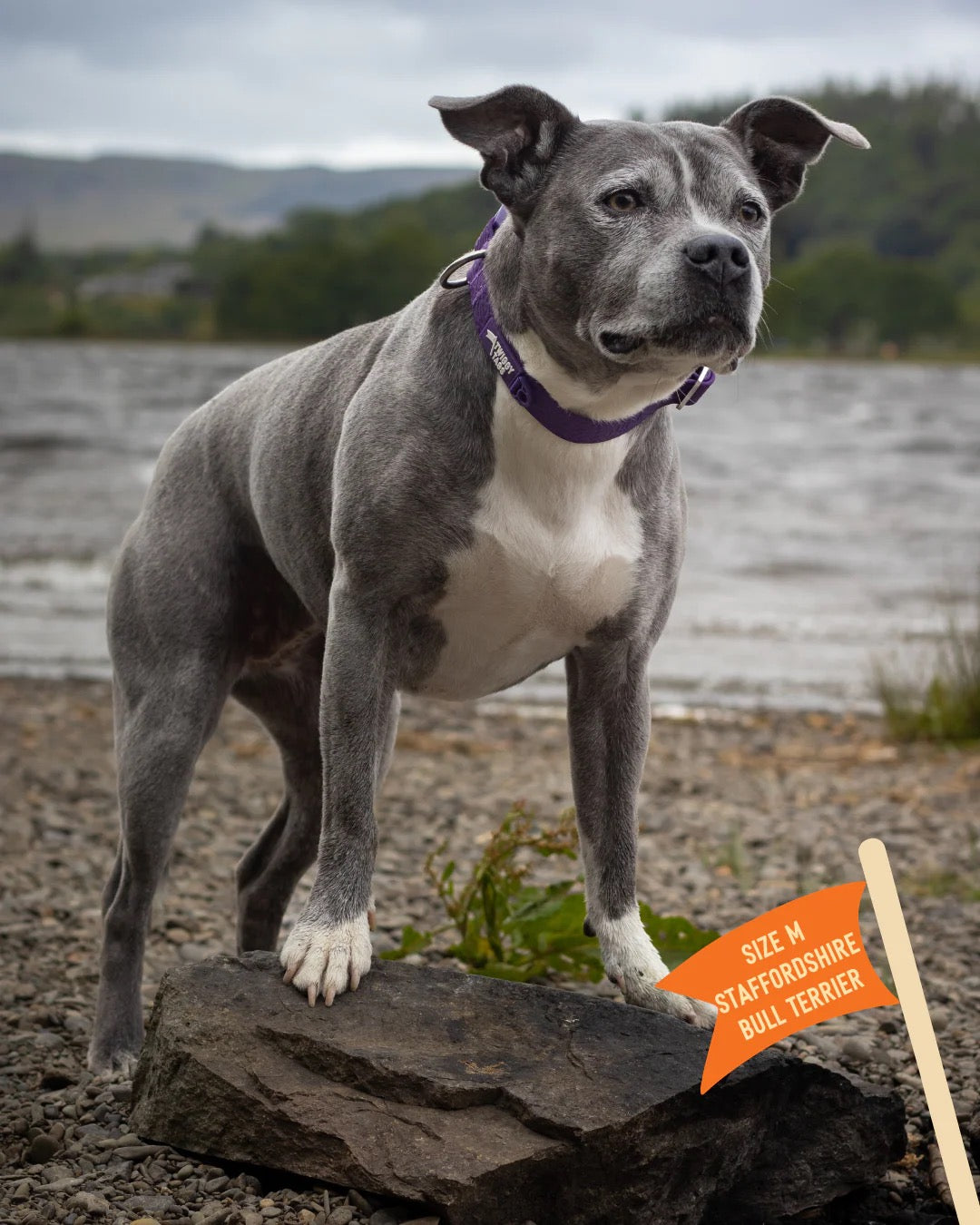 Twiggy Tags Tidal Waterproof Collar - Amethyst