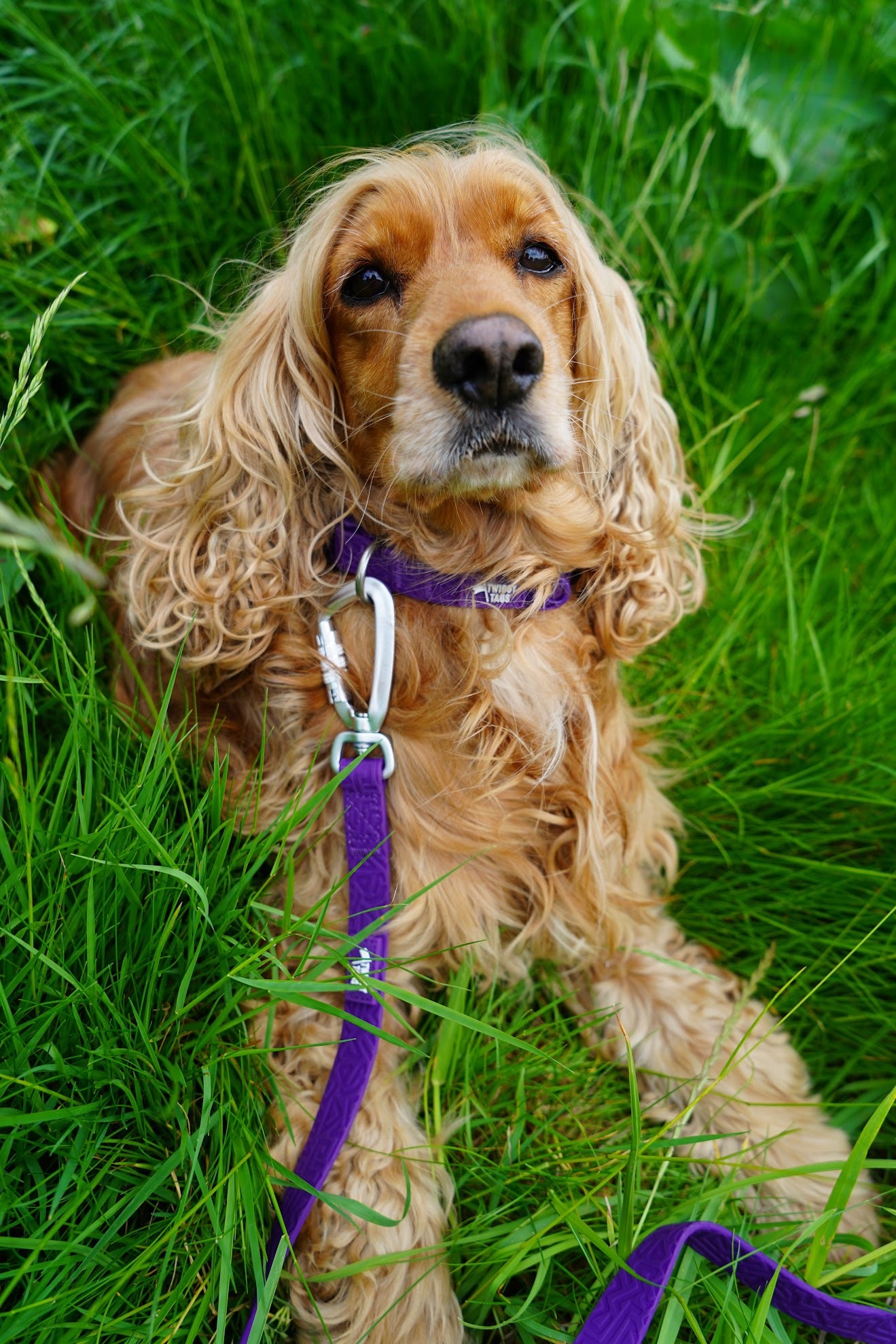 Twiggy Tags Tidal Waterproof Collar - Amethyst