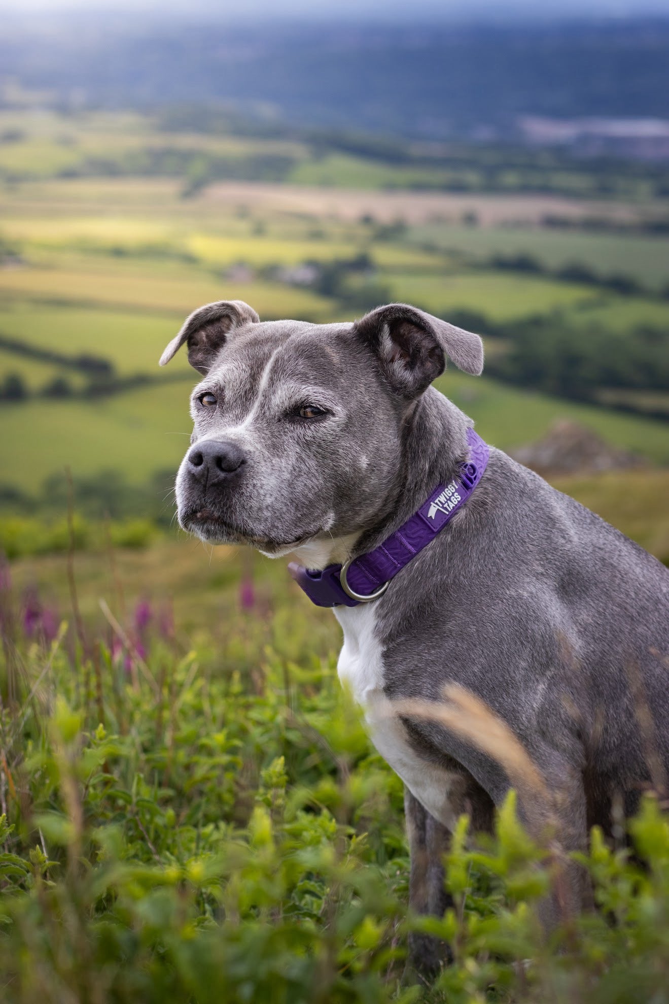 Twiggy Tags Tidal Waterproof Collar - Amethyst