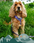 Twiggy Tags Apex® Harness - Nebula