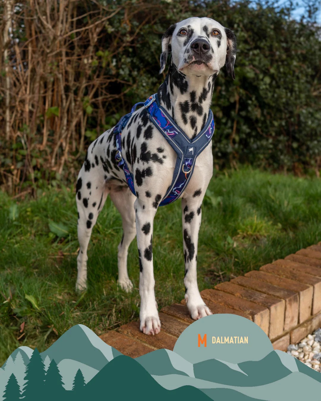 Twiggy Tags Apex® Harness - Nebula