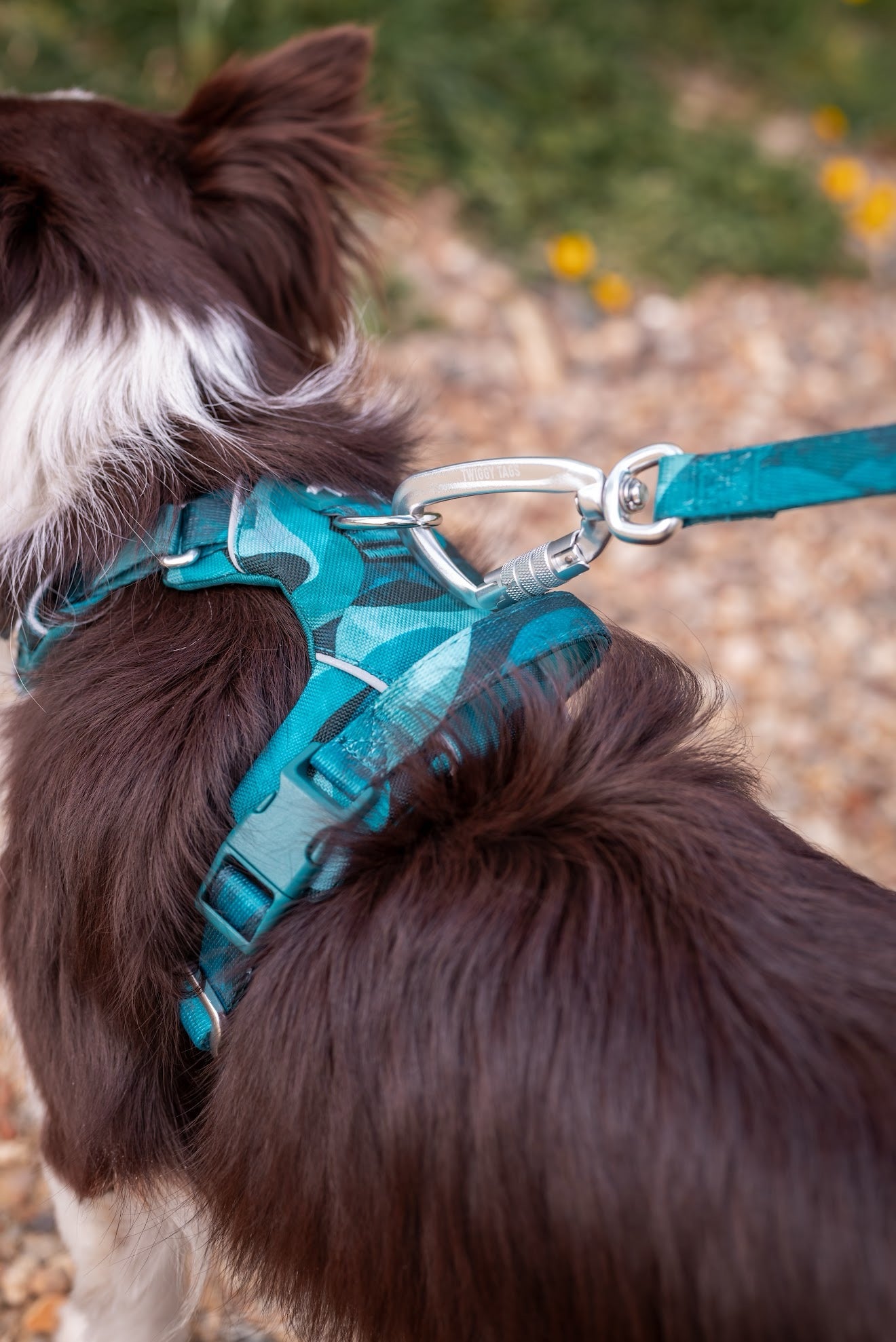 Twiggy Tags Adventure Close Control Lead 2.0 - Lagoon