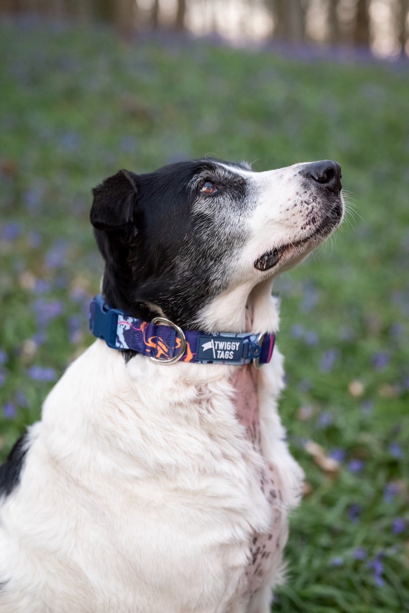 Twiggy Tags Apex® Collar - Nebula