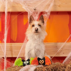 BARK Halloween Dog Toys