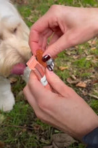 Sir Woofchester's 'Bar Snacks' For Dogs