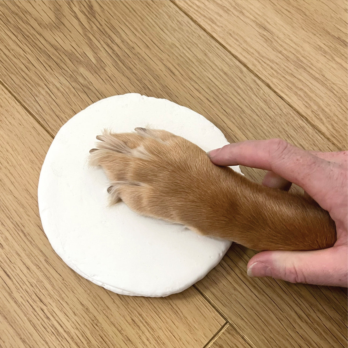Oh So Precious Complete Pet Keepsake Kit