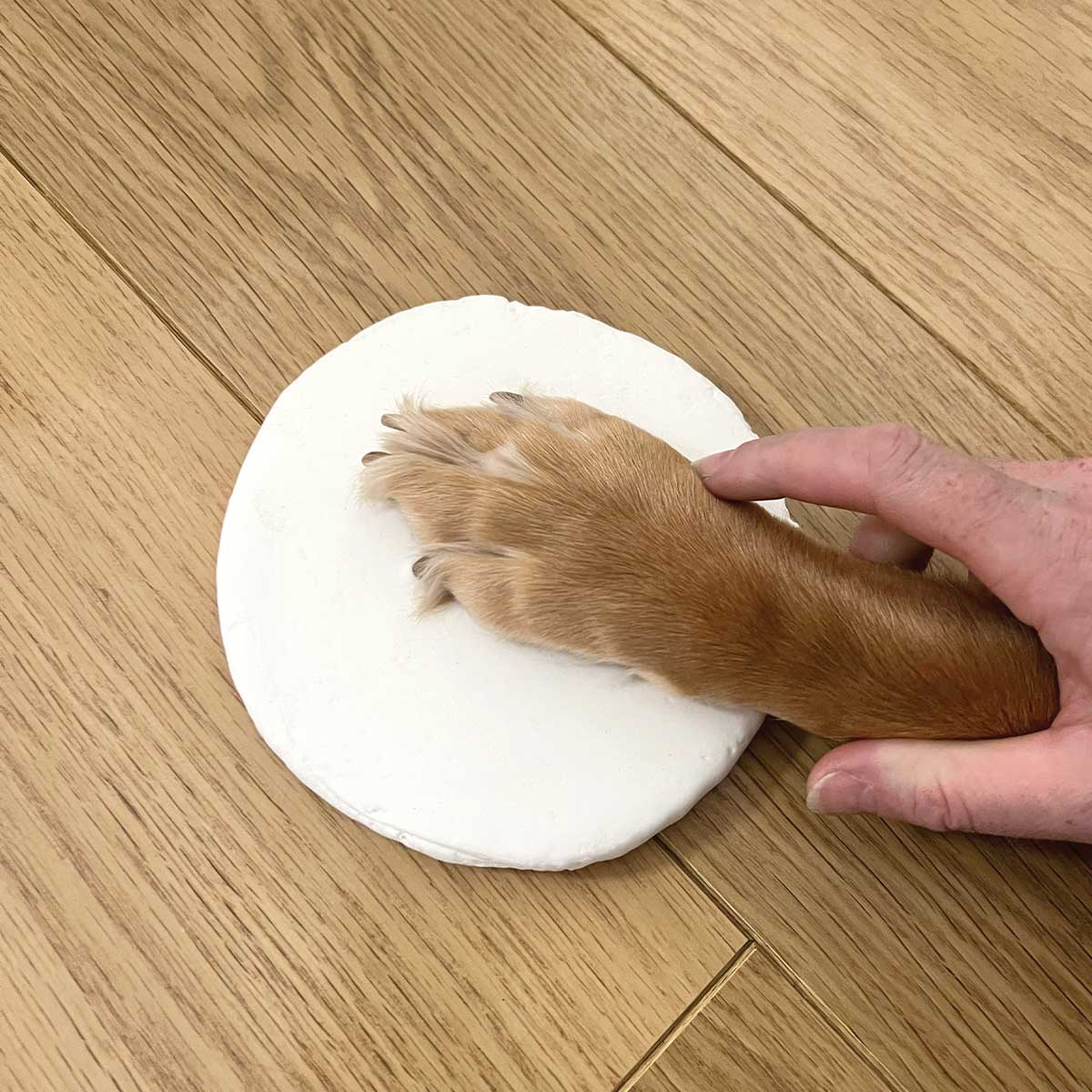 Oh So Precious Clay Pet Paw Impression Moulding Kit