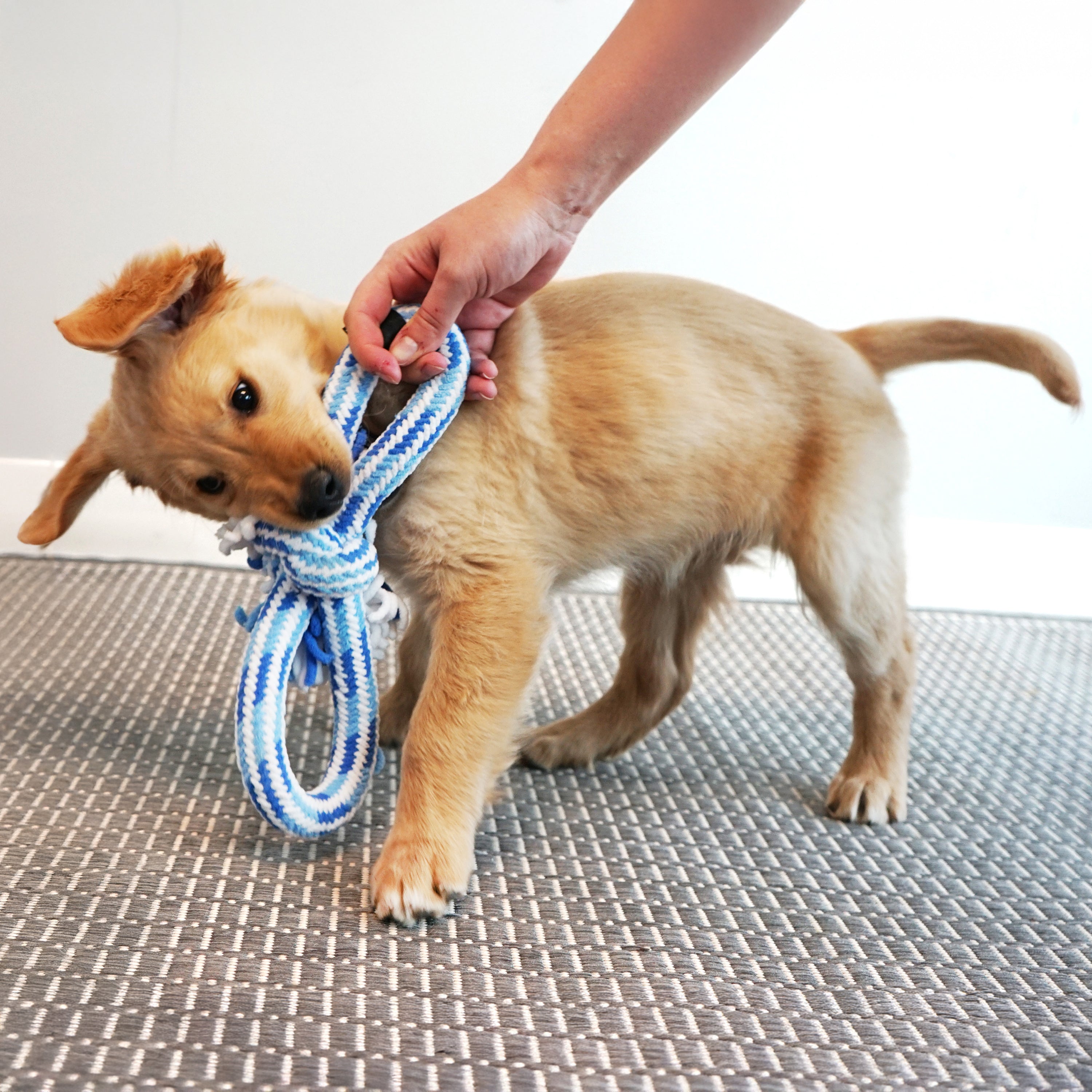 KONG Rope Tug Puppy Assorted Md