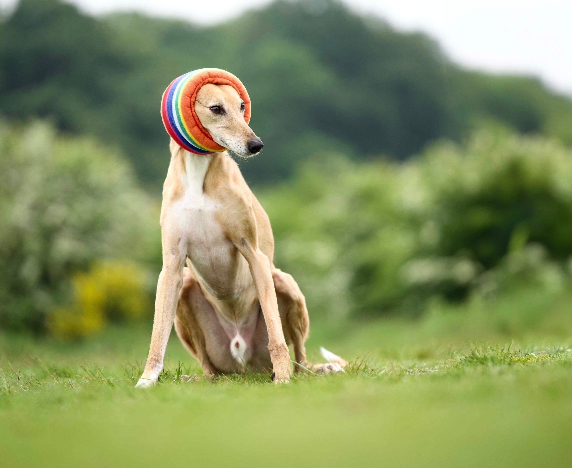 Soothe and Settle | The Hush Muff for Dogs