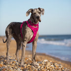 Twiggy Tags Adventure Harness 2.0 - Sakura
