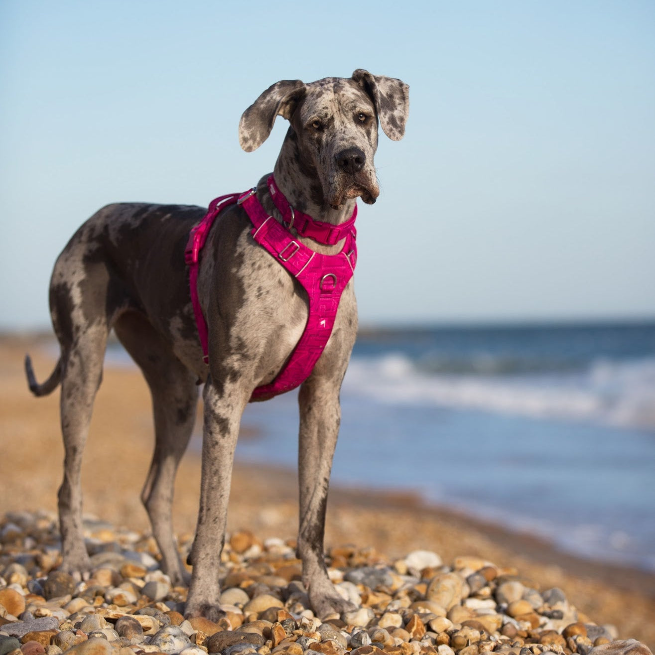 Twiggy Tags Adventure Harness 2.0 - Sakura