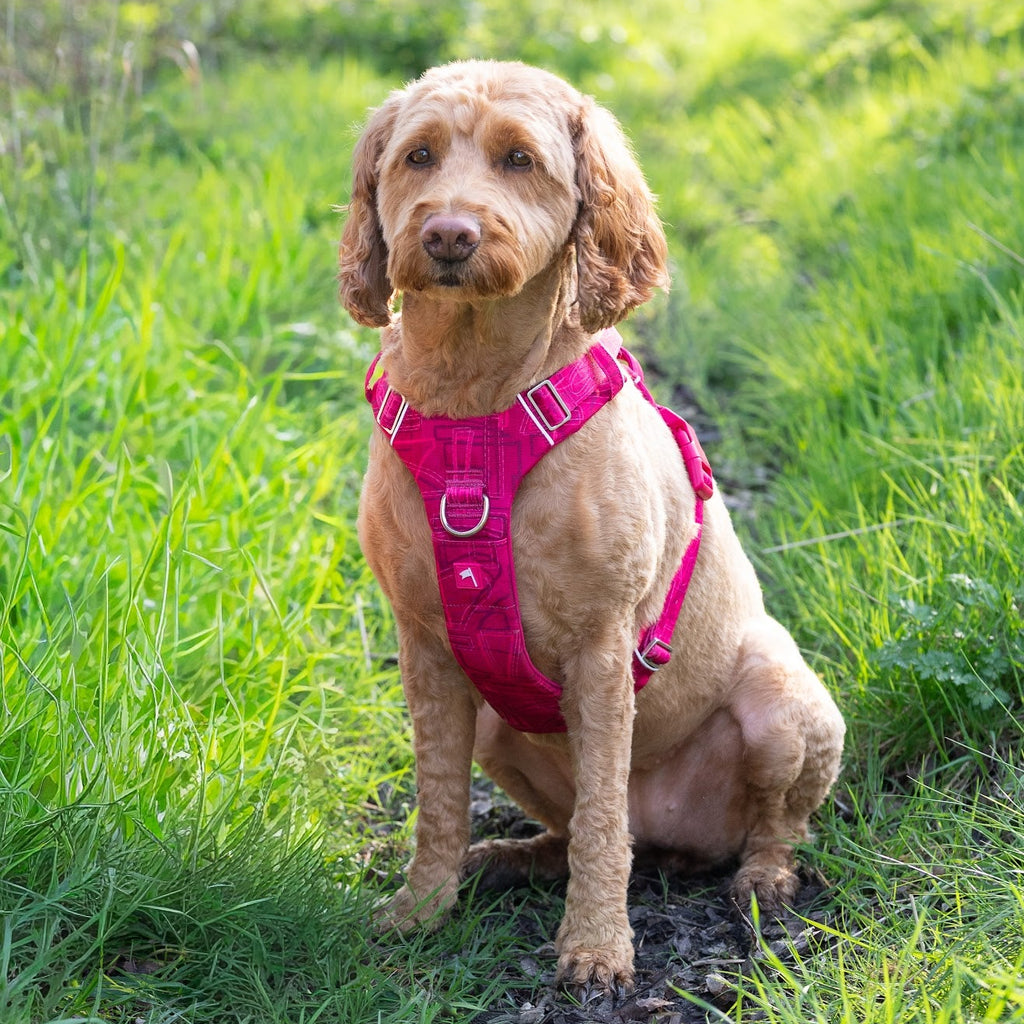 Twiggy Tags Adventure Harness 2.0 - Sakura